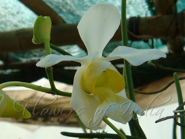 White Cylindrical Vanda